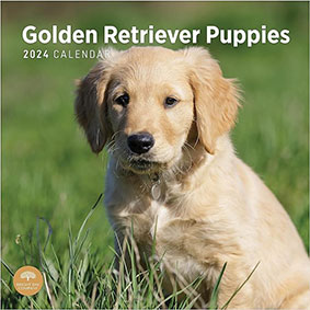 golden retriever puppy calendar