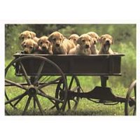 golden retriever puppies